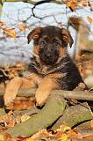BERGER ALLEMAND 596